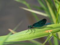 Blauflügel Prachtlibelle Männchen
